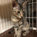 突然現れお家に入れてと必死だったキジちゃん