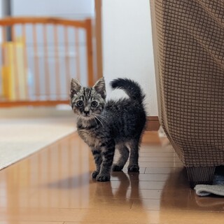 人懐っこい子猫