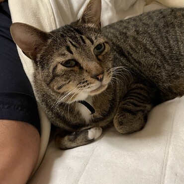 ボクも腕枕で寝たい(ㆀ˘･з･˘)
