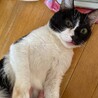 落ち着きのあるおとな猫ハン君★５歳オス★黒白 サムネイル5