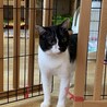 落ち着きのあるおとな猫ハン君★５歳オス★黒白 サムネイル6