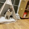 【一時停止】人馴れ◎おとな猫コトくん★５歳オス サムネイル2