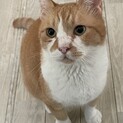 ぶさかわのシッポ君　とってもおっとりしてます。