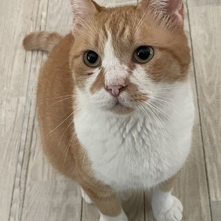 ぶさかわのシッポ君　とってもおっとりしてます。