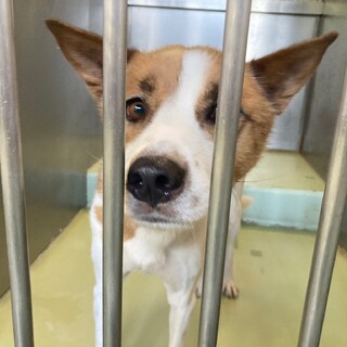 ちょっとだけ怖がりさんな、ドキンちゃん