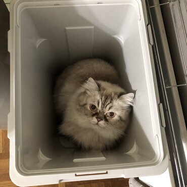 ゴミ箱猫