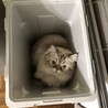 ゴミ箱猫