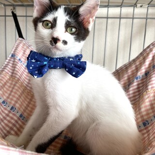 弟思いの優しい猫です