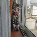 車から捨てられた可哀想な子猫ちゃん