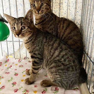 キジトラの母娘・2匹一緒に