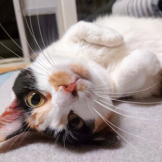 正統派の美人三毛！かえで(仮)さん！