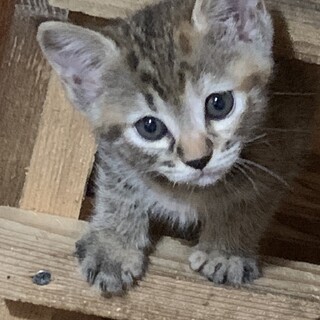 子ニャンコの里親募集中