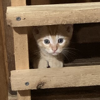 可愛い子ニャンコ里親さんになってください