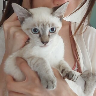 【トライアル出発しました。】シャムミックス