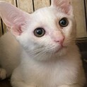 白猫の男の子