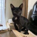黒猫ほたるくん