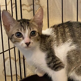 サバトラの男の子