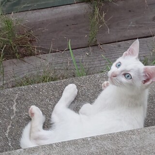 青い目の子猫