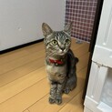 面倒みのいいキジトラちゃん♡♡