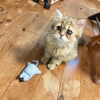 優雅でゴージャスなチンチラゴールデンのポンちゃん