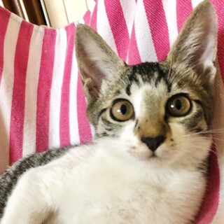 ハンモックお気に入り❤︎人好き甘えっ子コッペちゃん