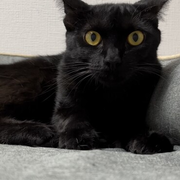 常に警戒体制、でもオモチャも大好きな少し怖がりな男の子ルイくん。兄妹のチロと仲良し。