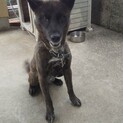 甲斐犬ミックス 5才 甘えん坊