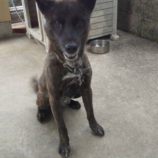 甲斐犬ミックス 5才 甘えん坊