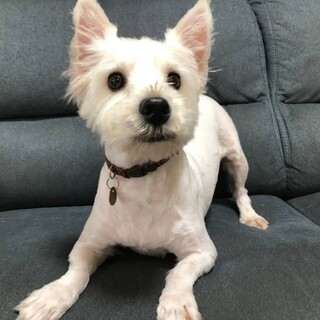 少し怖がりさんなウェスティ♀ベッキー