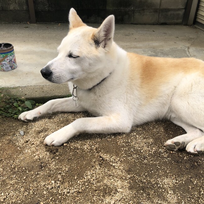 K1nakongのカバー写真
