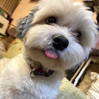 遊び大好きな甘えん坊元気なシーズMIXとんぺい