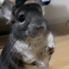 チンチラスタンダードグレー女の子です サムネイル4