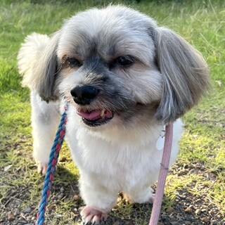 抱っこが大好き、穏やかなシニア男子もものすけ