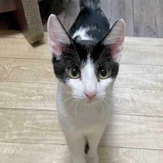 人も猫も◎4ヶ月の男の子