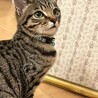 ripop777