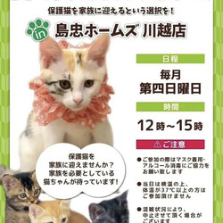 保護猫譲渡会in島忠ホームズ川越 サムネイル1