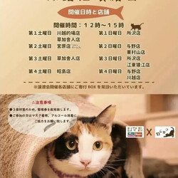 保護猫譲渡会in島忠ホームズ川越 サムネイル3