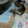 チンチラスタンダードグレー女の子です サムネイル6