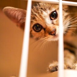 保護猫譲渡会@ネコリパハウス高円寺