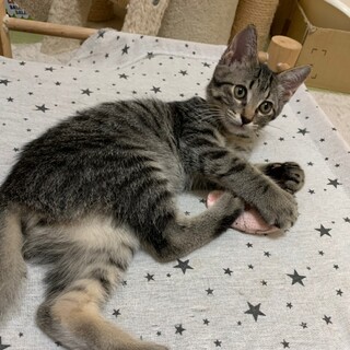 募集停止　ペースキジトラ男子ごろう