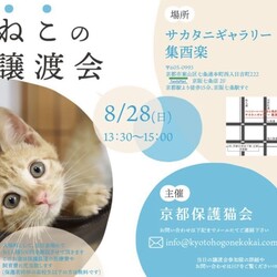 京都　ねこの譲渡会