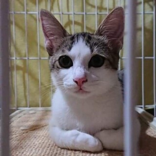 お母さん猫と一緒に来た女の子！