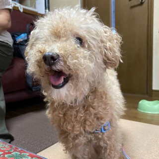 プードルの女の子みちるちゃん