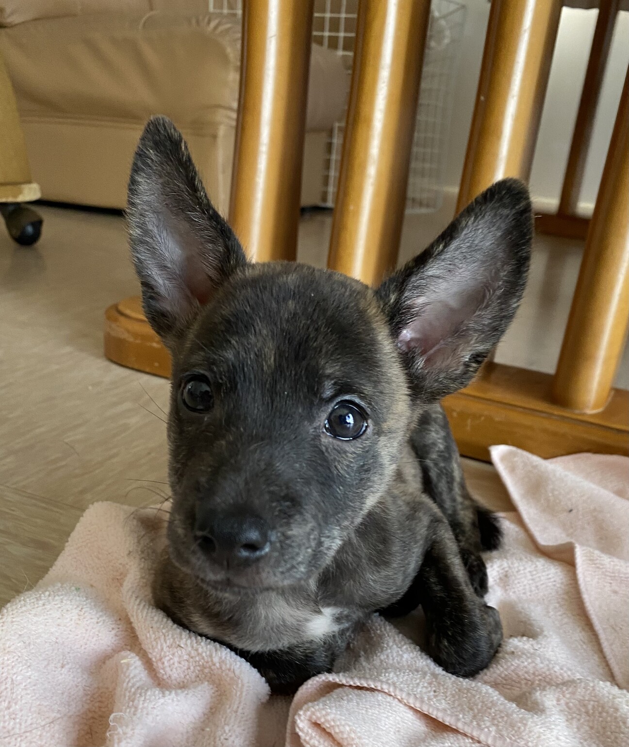 雑種子犬♂生後2ヶ月位の」埼玉県 - 犬の里親募集(423655) 5枚目の