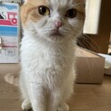 スコティッシュ　マイペースで甘えん坊の女の子