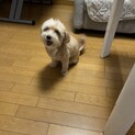 ミックス犬　マルプーちゃん里親募集です。