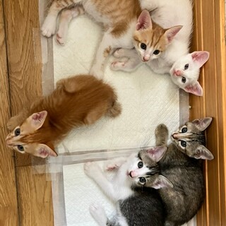 可愛い5匹の兄妹　生後１ヶ月半