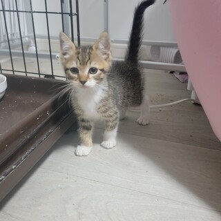 怖いけど構って欲しいマンチカンの男の子