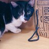 落ち着きのあるおとな猫ハン君★５歳オス★黒白 サムネイル7