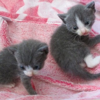 8月2日生まれの仔猫ちゃん